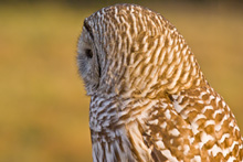 Barred Owl